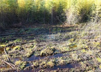 Canada Nickel’s Final Three Infill Holes Confirm and Extend Higher Grade Mineralization at Crawford Nickel-Cobalt Sulphide Project