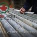 Drill Core Processing with Curtis Ferron, Lead Geo at Canada Nickel Corp.