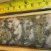 ArcPacific Cuts New Mineralized Shear-Zone and Veining in Southern Step-Out at Rickard Gold Project