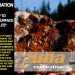 Puma Exploration Reports Up to 371 G/T Gold in Surface Rock Samples*